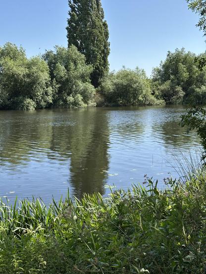 himalayan balsam growing on the riverbank of the trent, nottinghamshire