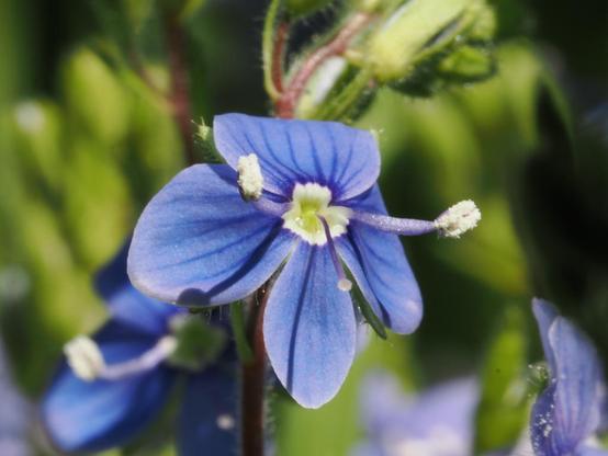 Blaue Blüte mit Stämpeln. Die Pollen sind gut sichtbar.