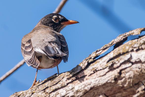 Photograph of an American robin perched on a large tree branch with blue sky in the background. The branch angles from the lower left corner of the frame to the center of the far right frame. The robin is facing away from the camera with its head turned to the right to look over its right shoulder leaving its head in profile and one eye visible. American robins have orange chest and belly feathers with white under-tail feathers, grey back feathers, dark grey-black wing and tail feathers, black head feathers with white and black mottled chin feathers, dark eyes surrounded by white eyeliner, orange-yellow beaks, and brown legs and feet.