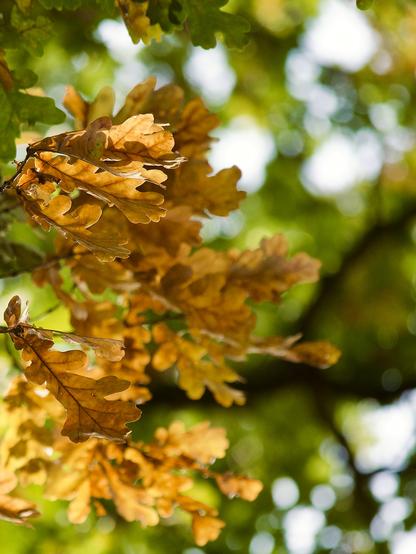 Oak leaves turning gold