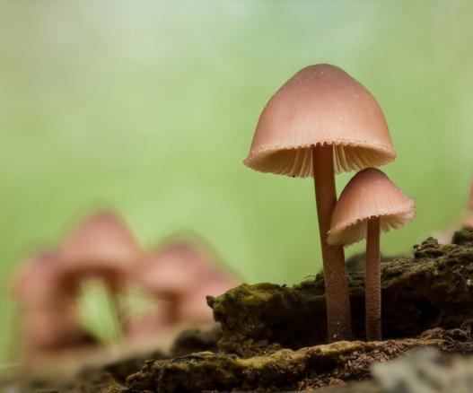 Grote bloedsteelmycena - Mycena haematopus
