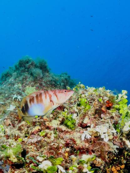 Ein Schriftbarsch vor einer bunt bewachsenen Felsformation, im Hintergrund Blauwasser.