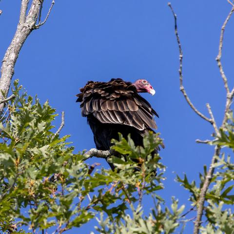 Large bird with dark brown feathers and a bare red head with a large white beak, sitting on a tree branch, head turned to the side. Background is blue sky.
