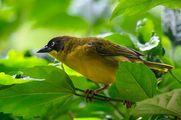 A close-up of a male Baglafecht Weaver perched on a leafy green branch. The bird has bright yellow plumage, an olive-brown back, and a black face and crown, standing out vividly against the soft, sunlit background of green leaves.
