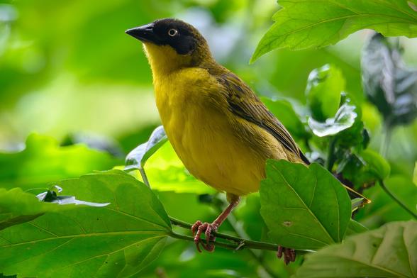 A close-up of a male Baglafecht Weaver perched on a leafy green branch. The bird has bright yellow plumage, an olive-brown back, and a black face and crown, standing out vividly against the soft, sunlit background of green leaves.