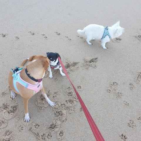 Niki meets pipa and paqueco