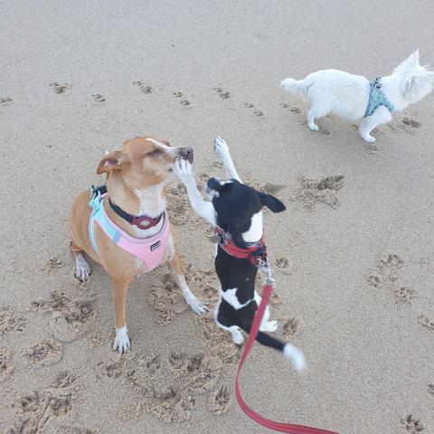 Niki meets pipa and paqueco