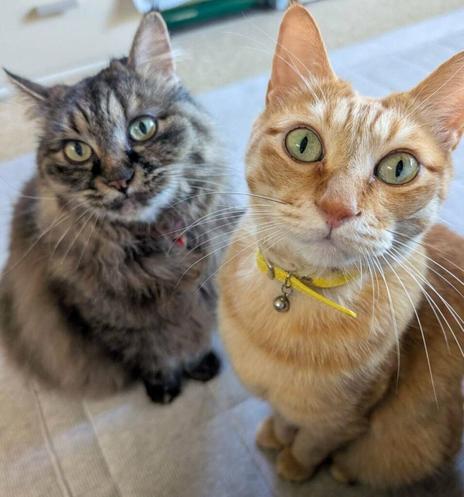 【3万いいね】母猫の「愛情たっぷり」な毛繕いが…意外な展開に思わず二度見！ 「顔が大変な状態になってる」の声 | LIMO | くらしとお金の経済メディア