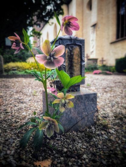 A delicate cluster of blooming flowers, featuring soft pink and cream-coloured petals, grows beside a small, decorative lantern in a tranquil cemetery setting. The slender green stems and leaves of the flowers contrast with the grey stone base of the lantern. The background reveals a peaceful, well-maintained garden with gravel paths, lush greenery, and a blurred view of a historic building, evoking a sense of calm and reflection.