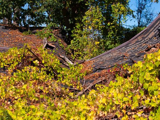 The collapsed roof of a small building mostly covered with Fall foliage