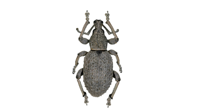 Epibrithus longicarinatus, holotype ♂, habitus, dorsal view.