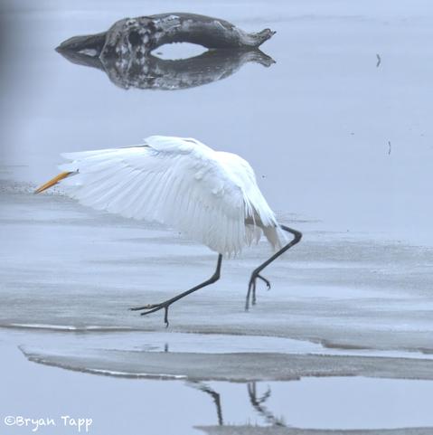 A large Egret leap-gliding do catch prey.  Egrets are the only bird I have seen that commonly do this ninja type of leap-glide with wings out, leaning forward and feet ready to land on anything.