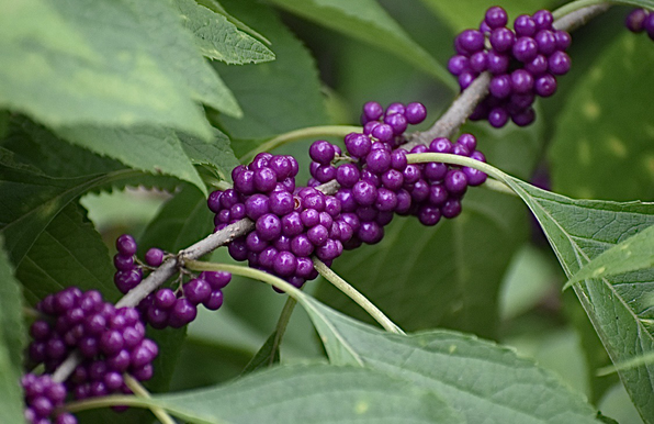 A stem of beautyberry with clumps of bright purple berries diagonally splits the frame amidst its green leaves.