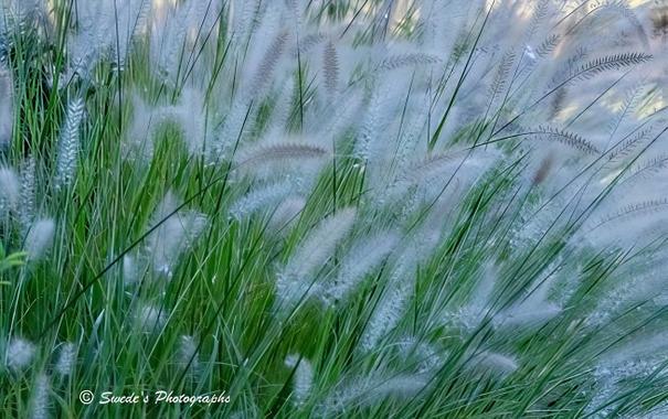 Ivory in Motion

"A dense congregation of fountain grass stands tall and alive, its slender green blades arching and weaving like a ceremonial curtain stirred by breath. Rising from this verdant base are dozens of feathery flower spikes—soft plumes that shimmer in hues of pale lavender, ivory, and silvery white. Each plume catches the light like a whisper, their airy textures reminiscent of brushed velvet or wind-swept fur. The spikes tilt and sway, some upright like sentinels, others leaning gently as if mid-bow in a ritual of wind and time.

The entire cluster feels animate—like a mythic gathering of vegetal elders, each plume a scroll of seasonal memory. The interplay of light and shadow across the blades and tufts creates a rhythmic pattern, a visual hymn to movement and softness. There’s no hard edge here, only the gentle choreography of nature’s breath. In the bottom left corner, a watermark reads “© Swede’s Photographs,” anchoring the image in authorship without disturbing its quiet ceremony." - Microsoft Copilot