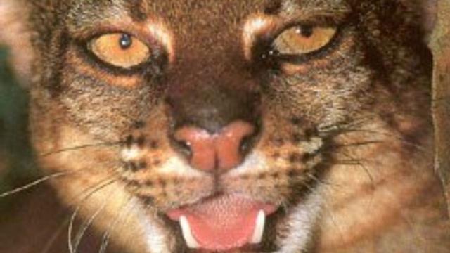 #Wildcat #carnivores 🐯🐅💛 in #Borneo 🇮🇩🇲🇾 may adjust their schedules to avoid each other as they compete for ever more scarce food 😿 Help them survive and #Boycottpalmoil 🌴🪔🔥🤮☠️🧐🙊⛔️ #Boycott4Wildlife every time you shop! @palmoildetect.bsky.social  https://palmoildetectives.com/2024/08/25/research-wild-cat-carnivores-in-borneo-may-adjust-their-schedules-to-avoid-each-other/?utm_source=mastodon&utm_medium=Palm+Oil+Detectives&utm_campaign=publer