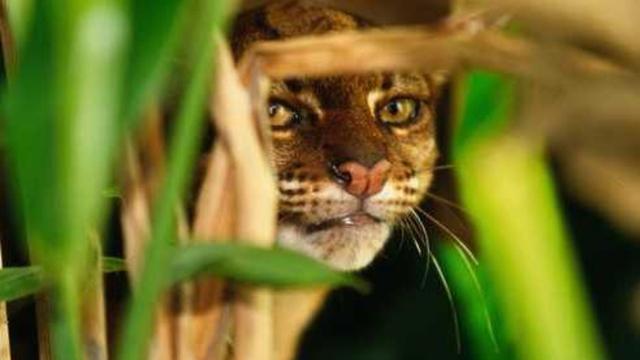 #Wildcat #carnivores 🐯🐅💛 in #Borneo 🇮🇩🇲🇾 may adjust their schedules to avoid each other as they compete for ever more scarce food 😿 Help them survive and #Boycottpalmoil 🌴🪔🔥🤮☠️🧐🙊⛔️ #Boycott4Wildlife every time you shop! @palmoildetect.bsky.social  https://palmoildetectives.com/2024/08/25/research-wild-cat-carnivores-in-borneo-may-adjust-their-schedules-to-avoid-each-other/?utm_source=mastodon&utm_medium=Palm+Oil+Detectives&utm_campaign=publer