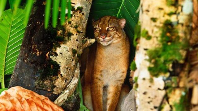 #Wildcat #carnivores 🐯🐅💛 in #Borneo 🇮🇩🇲🇾 may adjust their schedules to avoid each other as they compete for ever more scarce food 😿 Help them survive and #Boycottpalmoil 🌴🪔🔥🤮☠️🧐🙊⛔️ #Boycott4Wildlife every time you shop! @palmoildetect.bsky.social  https://palmoildetectives.com/2024/08/25/research-wild-cat-carnivores-in-borneo-may-adjust-their-schedules-to-avoid-each-other/?utm_source=mastodon&utm_medium=Palm+Oil+Detectives&utm_campaign=publer