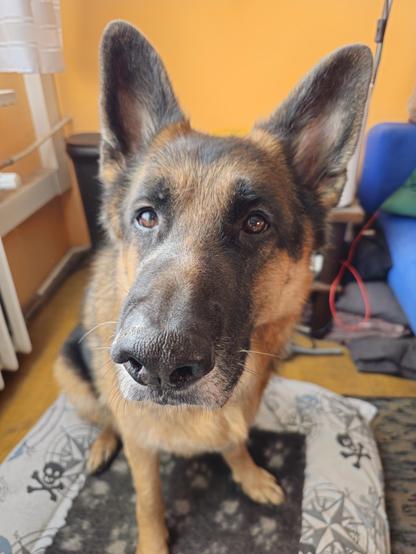A photo of a German Shepherd Dog staring at the camera, super focused, standing on a black mat with a white dog paw pattern