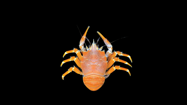Munidopsis messingi, color images of fresh specimen.