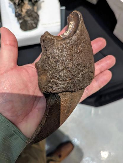 Giant ground sloth claw held in hand.