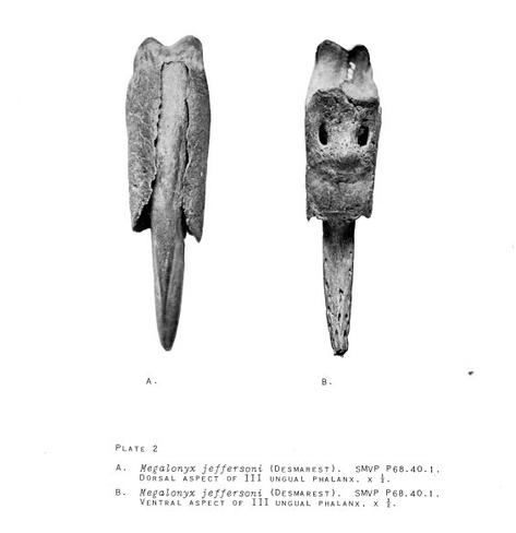 Plate of claw from Erickson, Bruce R. paper (1968).