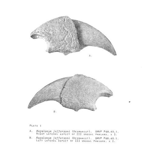 Plates: Erickson, Bruce R. (1968). A Claw of Megalonyx (Ground Sloth) from Minnesota. In Volume 1: Paleontology, pp. 1–8.