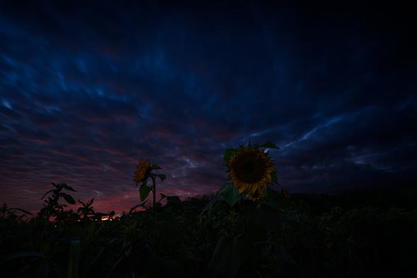Sonnenblumen vor dunklem rot gefärbtem Himmel.