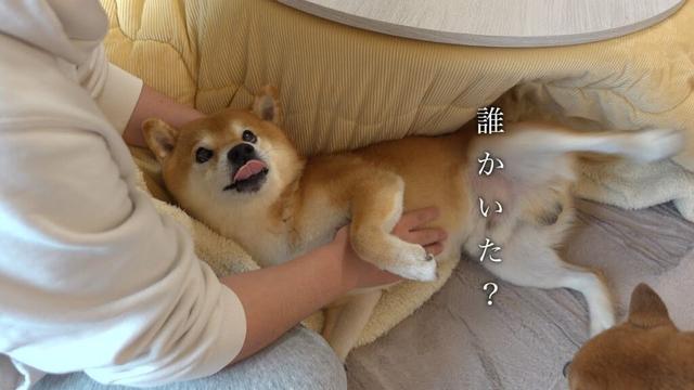 ん？‥柴犬ハチ、庭で見つける。