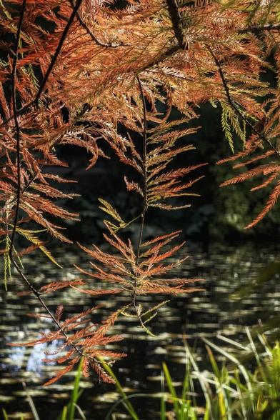 Close-up vertical shot of delicate, needle-like leaves of a conifer, likely a cypress or redwood, displaying vibrant autumn colours ranging from deep reddish-orange to golden yellow. The branches hang down, framing the dark, slightly blurred background which features a shimmering pond surface and dark green reeds or grasses at the bottom. The lighting creates a dramatic contrast between the illuminated leaves and the darker background.