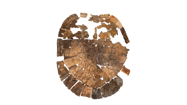 Tavachelydra stevensoni, holotype, external view of shell.