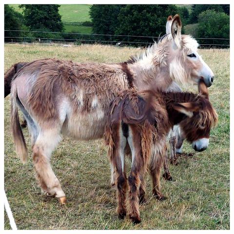 A small, dark brown donkey nestles up to a larger grey-brown donkey. Its head is bent to one side and tucked under the chin of the larger donkey. The animals are standing in a pasture, with a row of trees in the background. An image of trust and secureness.
