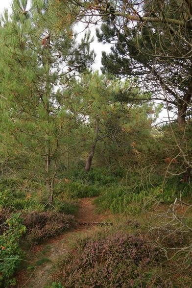 Photo of treespecies Pinus pinaster : Category is forest
