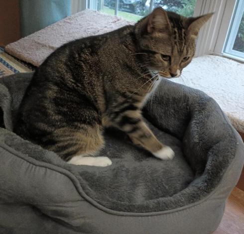 Pax our brown tabby cat with white markings, is in the process of making biscuits, meaning she is pumping her forelegs up and down, pushing her paws into the soft plush interior of her cat bed.  This action us similar to kneading dough to make biscuits.