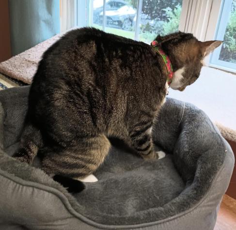 As Pax sits, she humps her back and continues to use the up and down motion of her forelegs to make biscuits.