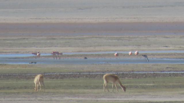 Vicuñas grasen in der Lagune