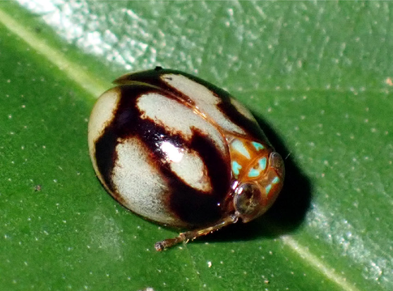 Hemisphaerius thaydoius, live specimen in Bach Ma National Park.