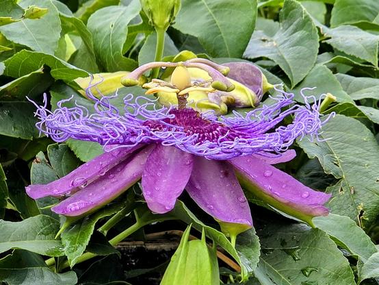 A vibrant, close-up shot of a passion flower. The flower features large, purple petals with a hint of green at their base, curving outward. Delicate, string-like purple tendrils form a crown above the petals. The flower's center is a deep purple with a slightly darker stamen. Several water droplets are visible on the petals, adding a touch of freshness. The flower is surrounded by lush, glossy green leaves of various sizes, creating a dense background. A flower bud is visible in the background.