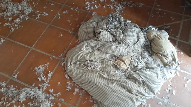 A dog bed that has been chewed on. The cover sheet ripped in several places. Feathers everywhere.