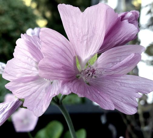 Close-up of a mallow flower with delicate,  pale purple coloured petals. They are almost translucent with their veins clearly visible in a darker purple. The curled stamens in the centre of the flower glow white. Blurred foliage in the background.