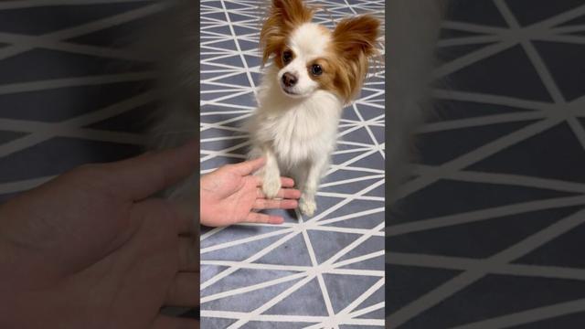 美味しそうに梨を食べる犬🍐 #shorts