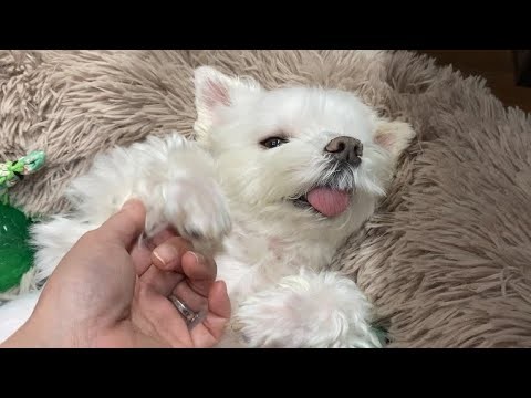 夫婦に甘やかされて育った犬の末路がこちら…