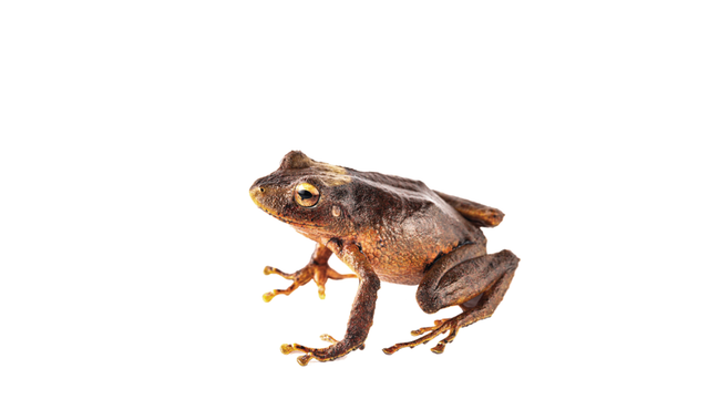 Dorsolateral view of the holotype of Pristimantis nunezcortezi in life.