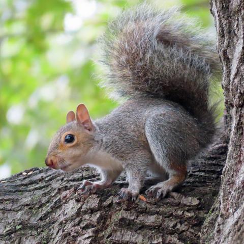 very cute small gray squirrel
