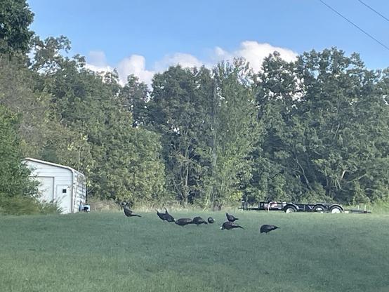 Nine turkeys ambling over the seed-headed grass, snarfing as they wander past the trailer and tractor shed into the wood-line