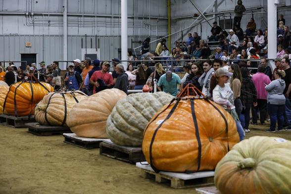 Topsfield, MA - 4 de octubre: Calabazas gigantes se alinean para ser pesadas mientras los espectadores observan durante el Concurso de Pesaje de Calabazas Gigantes de Nueva Inglaterra en la Feria de Topsfield el 4 de octubre de 2025. (Foto de Erin Clark/The Boston Globe vía Getty Images) (Boston Globe via Getty Images)