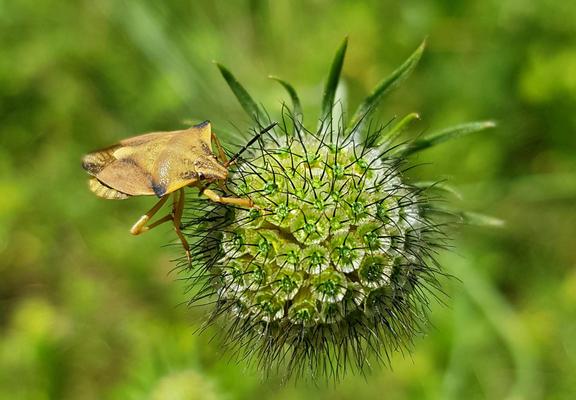 Gelb-schwarze Wanze auf einer kugeligen ehemaligen Blüte.