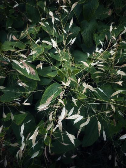 Herbstliches Silberblatt (Lunaria rediviva), durchscheinende Samenstände wie silbrige Monde im warmen Herbstlicht, Symbol für Vergänglichkeit und Neubeginn. Foto by Johann Seidl, Gartenpoet.