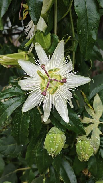 Een witte passiebloem met regendruppels
Eine weiße Passionsblume mit Regentropfen