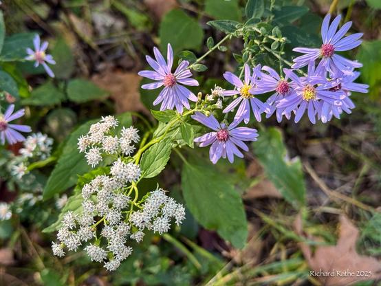 White Snakeroot & Purple Asters