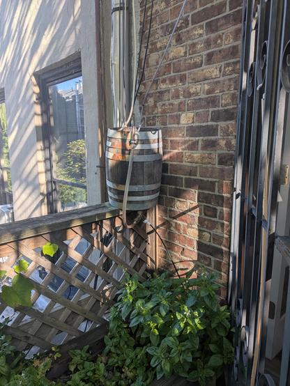 A 5 gallon (20L) wooden barrel with AC condensate hoses coming in the top and a black hose coming out of the bottom to the irrigation system.

Below it are large basil and parsley plants and the end of a grapevine creeps along the fence it sits on